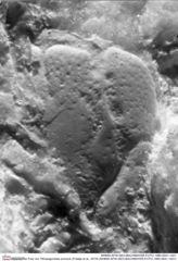 Historisches Foto von Tithopaguristes porosus (Fraaije et al., 2019) (NHMW-AFW-GEO-BACHMAYER-FOTO-1990-0041-1421)
